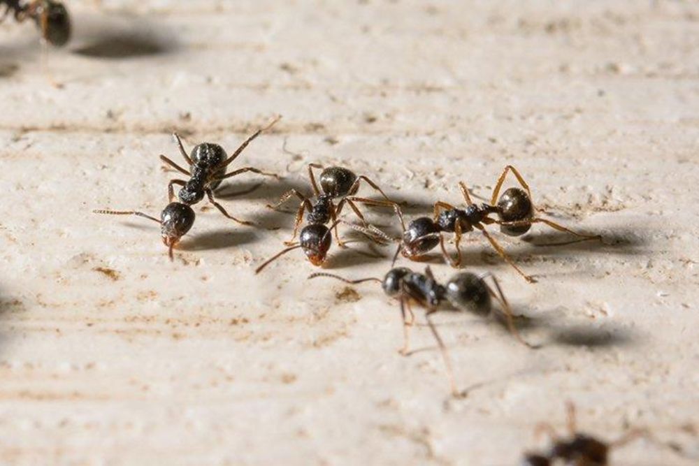 A cluster of ants moving on a wooden surface, illustrating the necessity for ant control services in Los Angeles, CA.