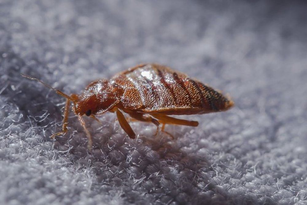 A detailed view of a bed bug on white fabric, emphasizing the importance of bed bug control in Los Angeles, CA.