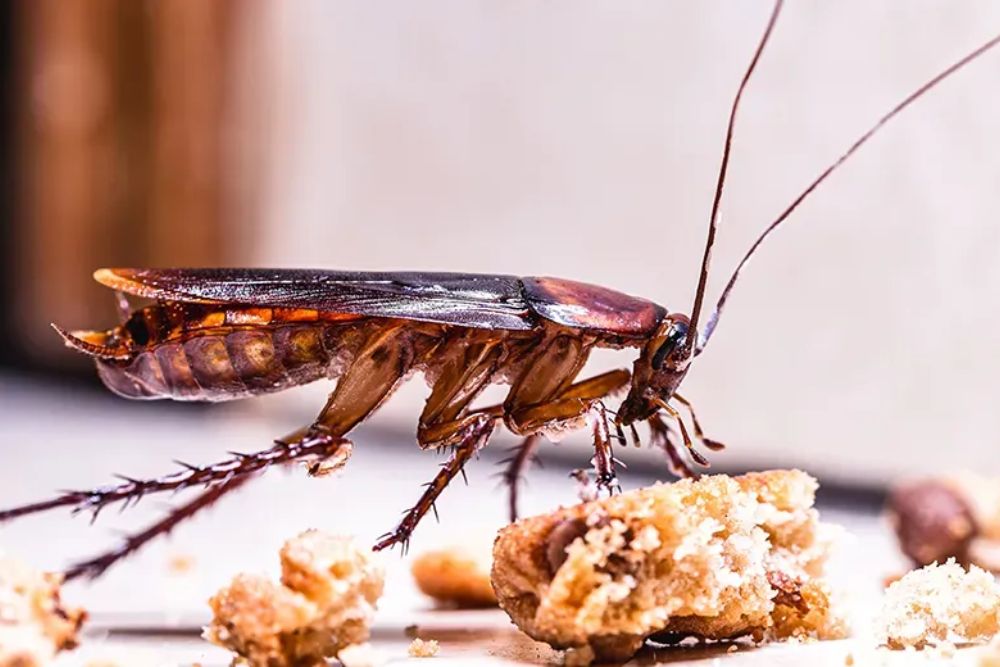 A cockroach sits on a slice of bread, representing pest control challenges tackled by Roches service in Los Angeles, CA.