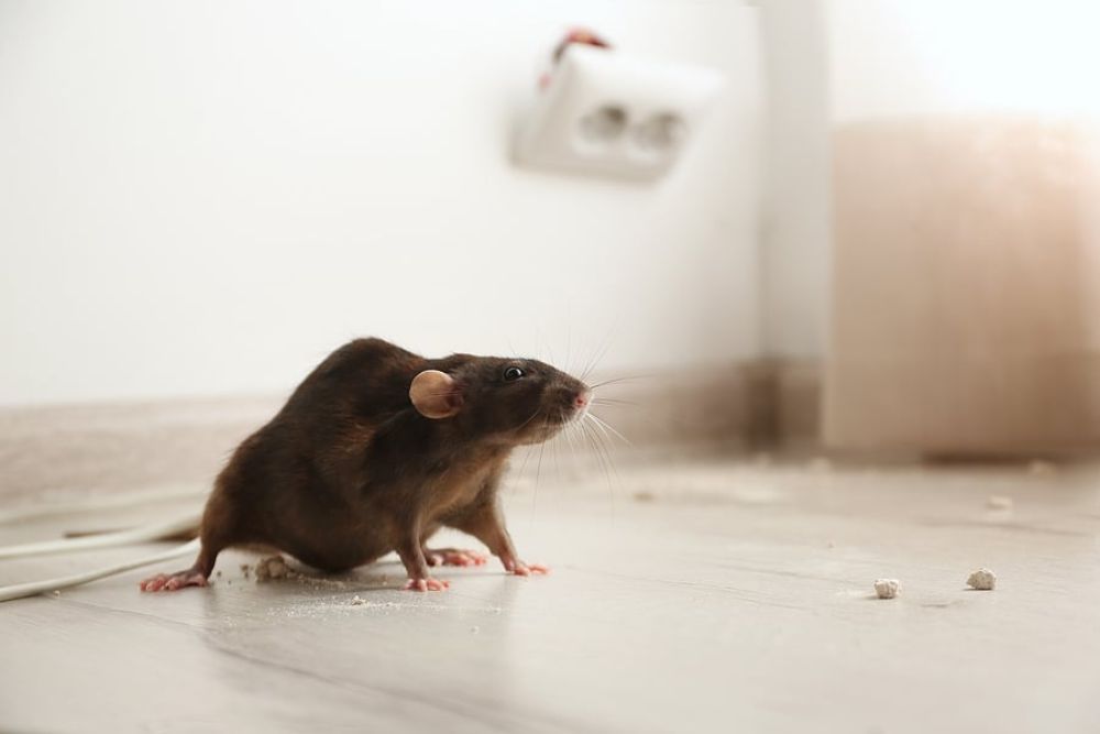 A rat positioned on the floor in a room, illustrating the necessity for rodent control services in Los Angeles, CA.