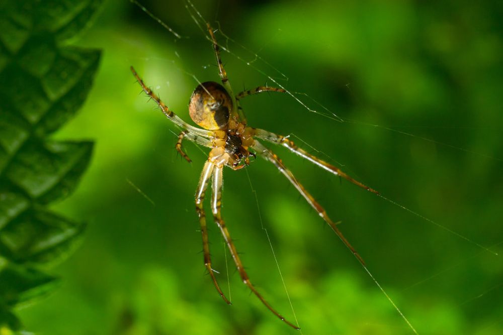A spider sits on its web among the grass, illustrating the relevance of spider control services in Los Angeles, CA.