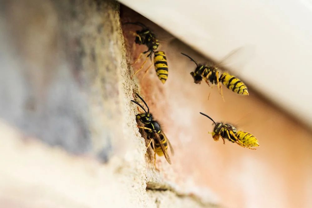Several wasps resting on a textured brick wall, emphasizing the importance of stinging control services in Los Angeles, CA.