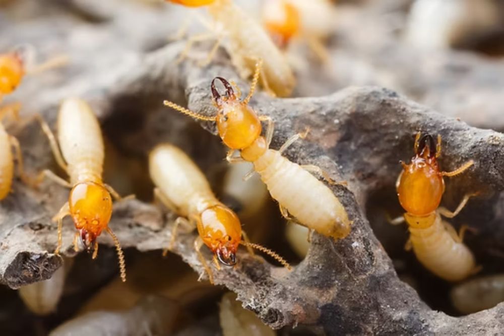 A nest of termites on a rock, illustrating the importance of termite control services in Los Angeles, CA.