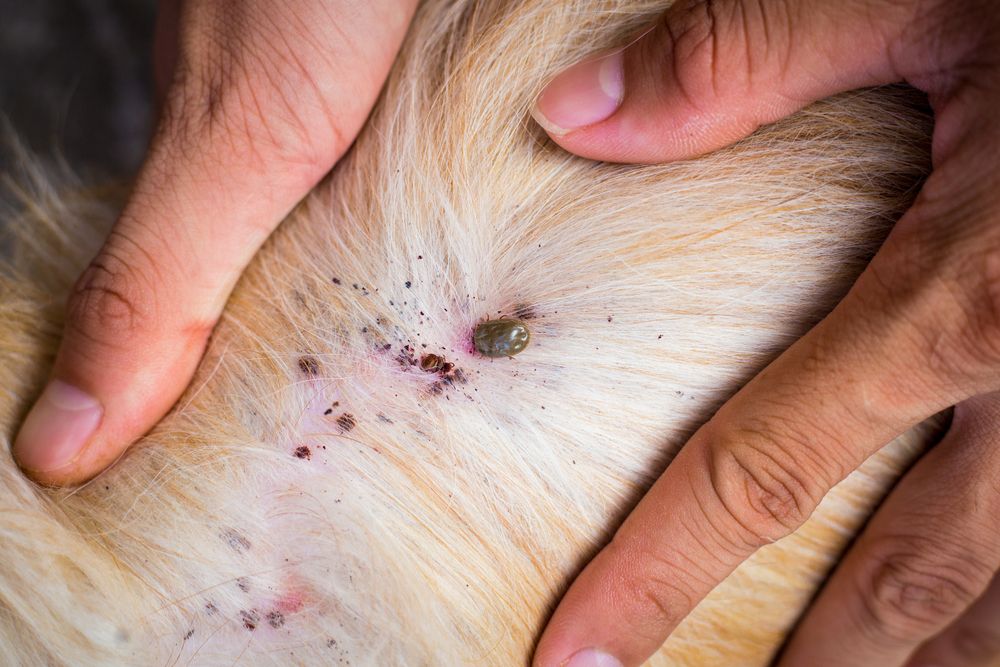 A person cradles a dog with a small back spot, representing tick and flea control services in Los Angeles, CA.